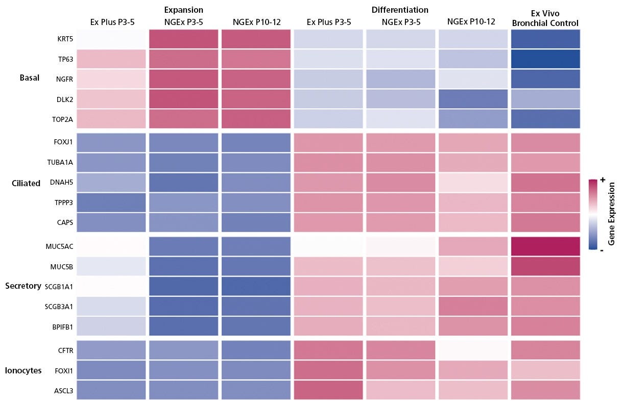 Gene Expression Analysis of HBECs Cultured in PneumaCult™-NGEx Confirms the Presence of Key Airway Cell Types During Expansion and After Differentiation.